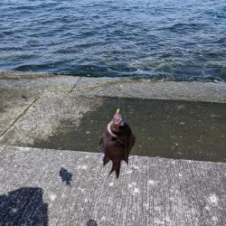 北側外向き　スズメダイの入れ食い