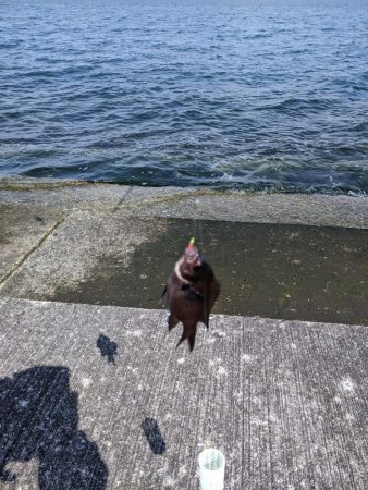 北側外向き　スズメダイの入れ食い