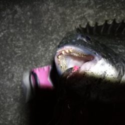 南港へち釣行 （2020/03/20 暴風の南港ヘチ釣り　真チヌ（46cm）