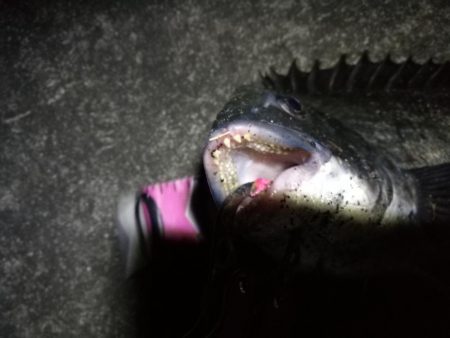 南港へち釣行 （2020/03/20 暴風の南港ヘチ釣り　真チヌ（46cm）