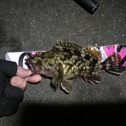 南港へち釣行 （2020/03/21 渋い南港ヘチ釣り　シーバス（37cm）ガシラ 釣果有り）