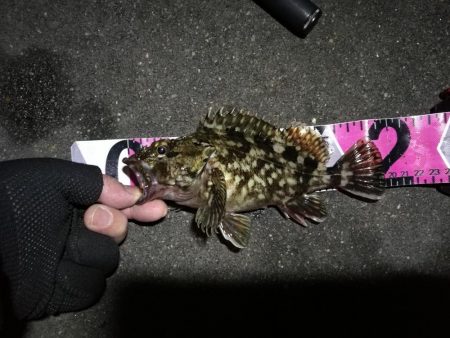 南港へち釣行 （2020/03/21 渋い南港ヘチ釣り　シーバス（37cm）ガシラ 釣果有り）