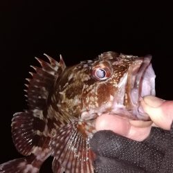 根魚からの中アジ