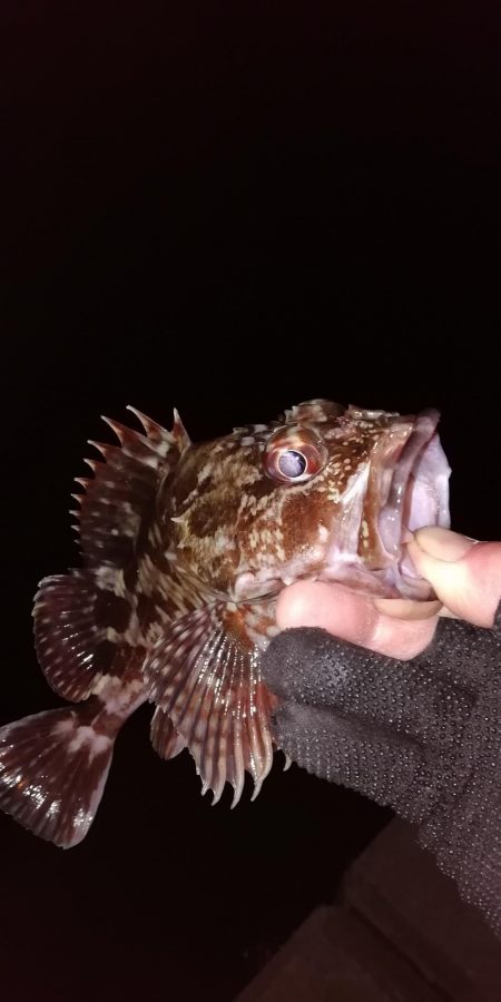 根魚からの中アジ