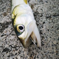 今朝もレディフィッシュ釣れました