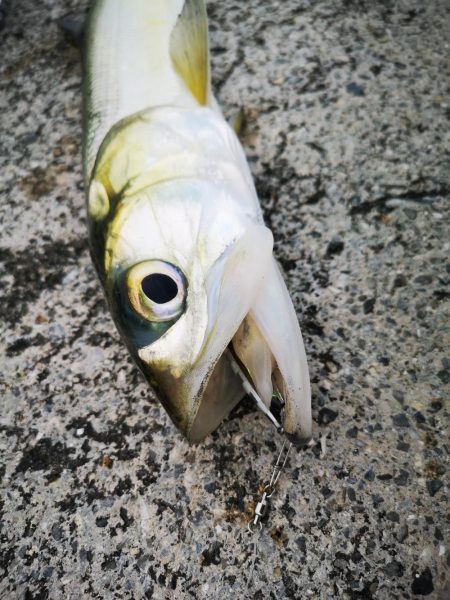 今朝もレディフィッシュ釣れました