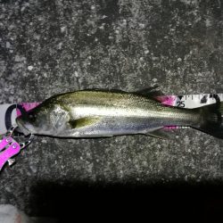 南港へち釣行 (2020/03/22 短時間の南港ヘチ釣り キビレチヌ(35.5cm)シーバス(34cm)釣果有り)