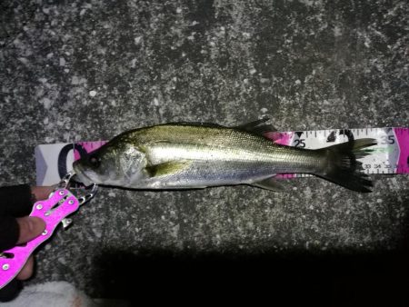 南港へち釣行 (2020/03/22 短時間の南港ヘチ釣り キビレチヌ(35.5cm)シーバス(34cm)釣果有り)