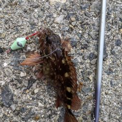 テトラ　穴釣り　