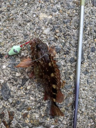 テトラ　穴釣り　