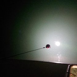 夕マズメから夜