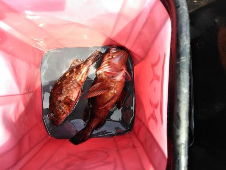 フカセが一番・・面白いです・・チヌ・・