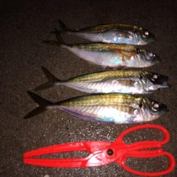 鱒レンジャーでアジング