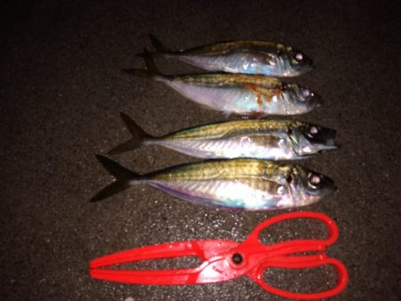 鱒レンジャーでアジング