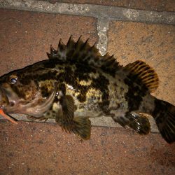 タケノコメバル好調