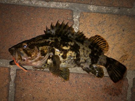 タケノコメバル好調