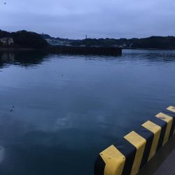 アジ15匹、尺アジ1匹