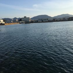 タイ1匹(20㎝)、フグ3匹