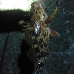 浜名湖　ライトゲーム