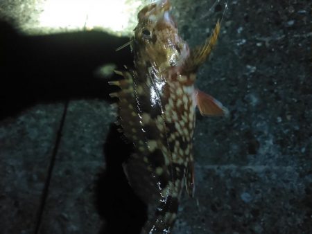 浜名湖　ライトゲーム