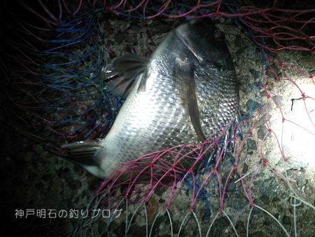 乗っ込みの気配