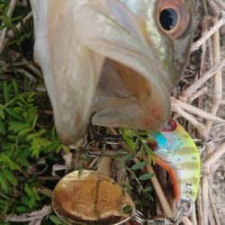 早春の青野ダム調査!