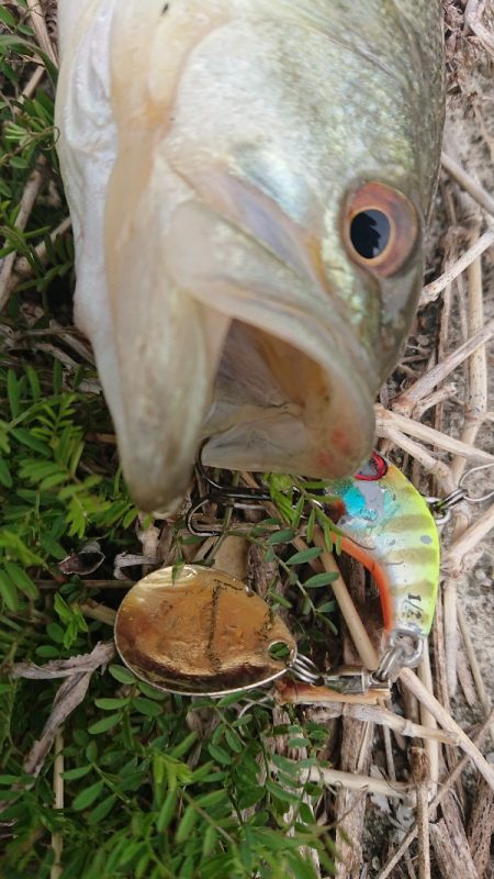 早春の青野ダム調査!