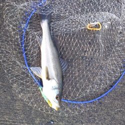 ３月始まりのシーバス