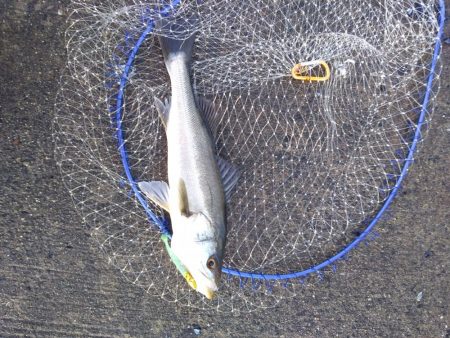 ３月始まりのシーバス