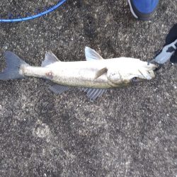 神戸湾奥シーバス