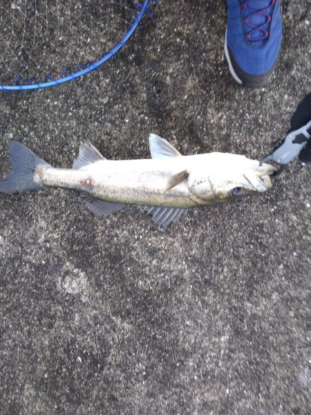 神戸湾奥シーバス