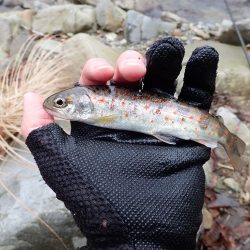 揖保川アマゴ解禁！