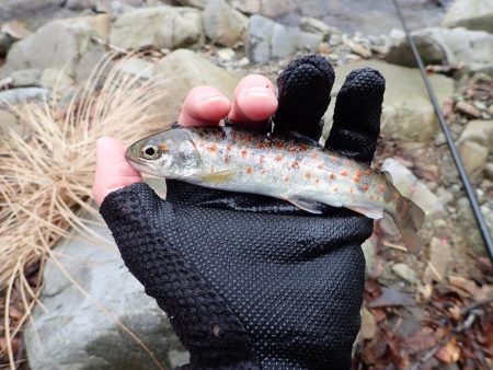 揖保川アマゴ解禁！