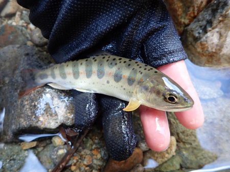 揖保川アマゴ！