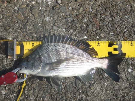 海釣り卒業記念