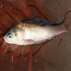 宣言通り淡水魚