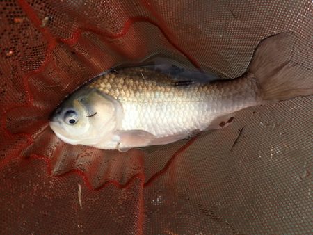 宣言通り淡水魚