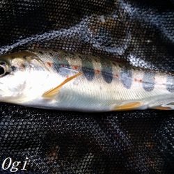 揖保川/三方川支流でポイント探し