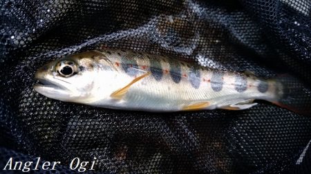 揖保川/三方川支流でポイント探し