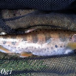 解禁3日後のアマゴ釣り