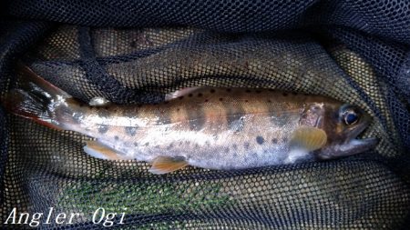 解禁3日後のアマゴ釣り