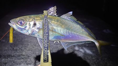 和田防で良型アジング！