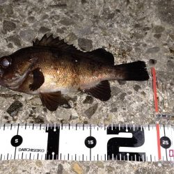 春らしい強烈な引き