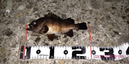 春らしい強烈な引き