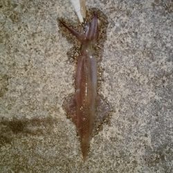 ヤリイカ2時間釣果