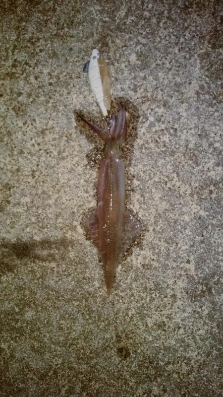 ヤリイカ2時間釣果