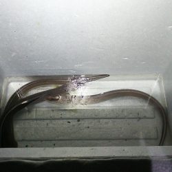 【苅田港】春のシーバス調査