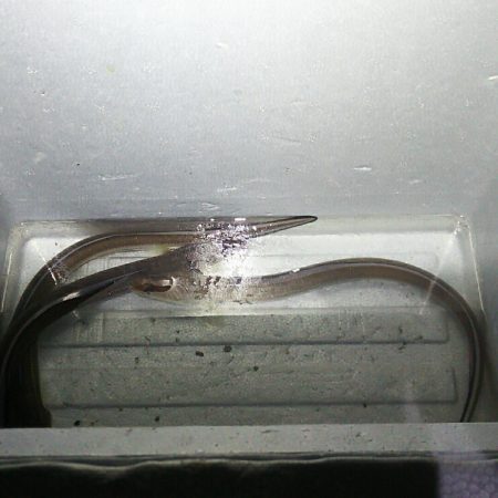 【苅田港】春のシーバス調査