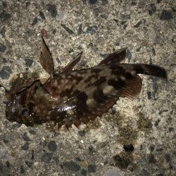 常滑　電気ウキ