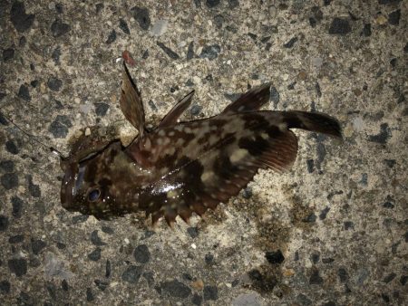 常滑　電気ウキ